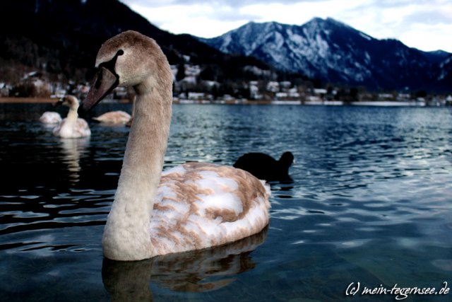 schwan-single