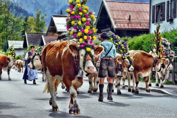 almabtrieb-tegernsee-013