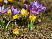 tegernsee-fruehling-001
