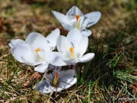 tegernsee-fruehling-002