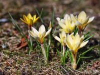 tegernsee-fruehling-003