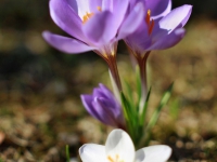 tegernsee-fruehling-004