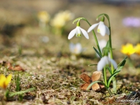 tegernsee-fruehling-005