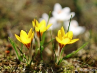 tegernsee-fruehling-006