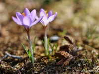tegernsee-fruehling-007
