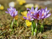 tegernsee-fruehling-008
