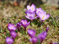 tegernsee-fruehling-011