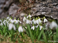 tegernsee-fruehling-014