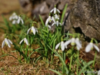 tegernsee-fruehling-015