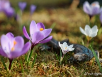 tegernsee-fruehling-018