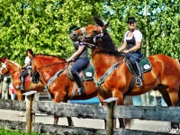 rosstag-rottach-egern-014