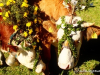 Almabtrieb Tegernsee - Wechselalm 15.10.2011
