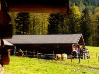 Almabtrieb Tegernsee - Wechselalm 15.10.2011