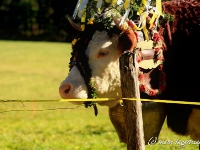 Almabtrieb Tegernsee - Wechselalm 15.10.2011
