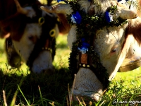 Almabtrieb Tegernsee - Wechselalm 15.10.2011