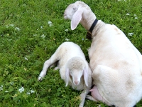 Schaf mit Jungem