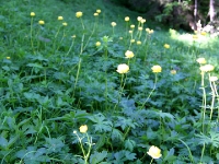 Sumpfdotterblumen