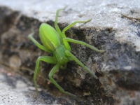 Grüne Spinne